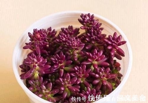 10款紫色系多肉,高贵梦幻,养一盆“紫气东来”,总有你喜欢的!