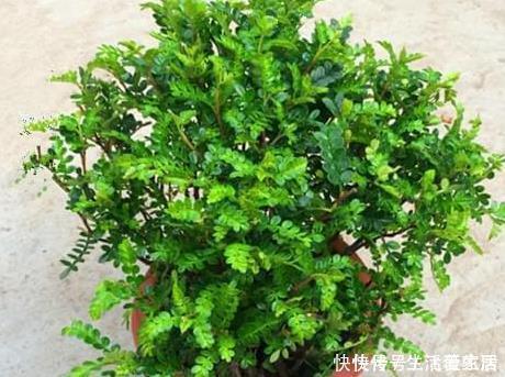 养花不如养树,这三种树放在客厅既招财又上档次,好看又实用