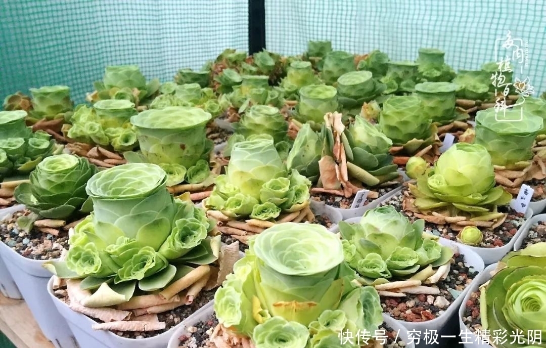 山地玫瑰的那些事儿关于养护过程中遇到的灵魂18问