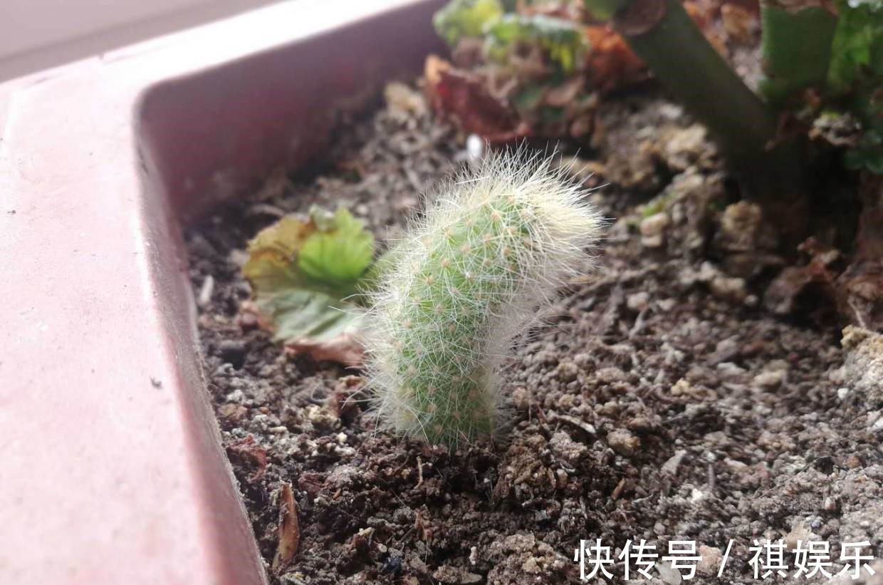 九尾狐|她家一棵“九尾狐”,开花超艳丽,邻居看了都眼馋!