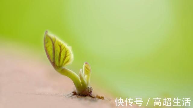 发芽|提醒:4种食物发芽后,不仅没“毒”,营养反而倍增,别再浪费了