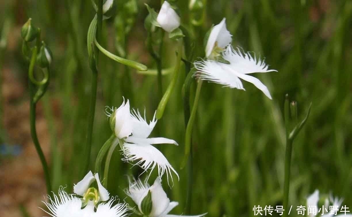 此花是鹭草所开的花,花型犹如一只翩然若飞的鹭鸟,又像是双翅