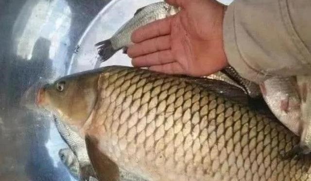 不吹不黑,鲤鱼再“狡猾”也得吃这饵,一般人我不说,切记莫忽视