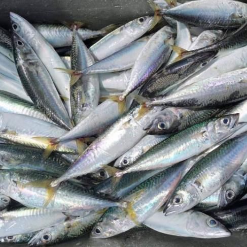 这3种海鱼是“首选”，美味营养足，菜市场直奔，鱼贩：真会吃！