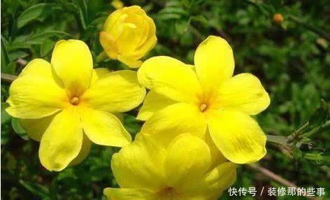 4种福运花,自带福气好养活,好养又漂亮,一开就是300多天!