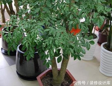 档次|有钱人都喜欢这三种绿植，既上档次又耐活，轻松养到长不停