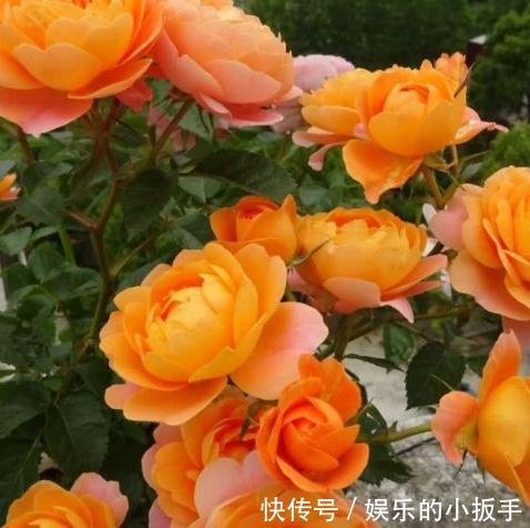 月季一周内开出两种不同颜色的花,是怎么回事