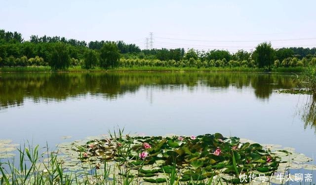 野生|这里是北京平原地区唯一的大型沼泽湿地公园，很多人不知道