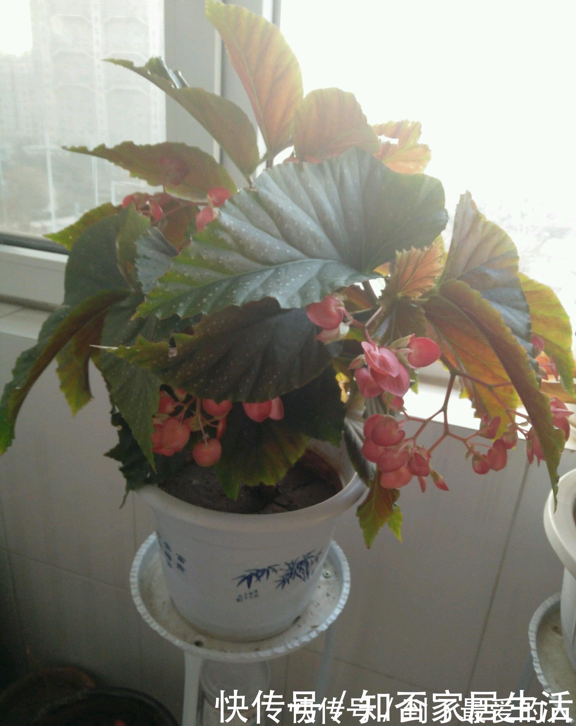 银星|花期最长的室内绿植,一年四季开花,比绿萝还好养,扦插就能活