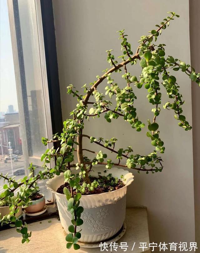 橘子皮|金枝玉叶太好养了,常用两种水,嫩叶冒不停,长势很喜人