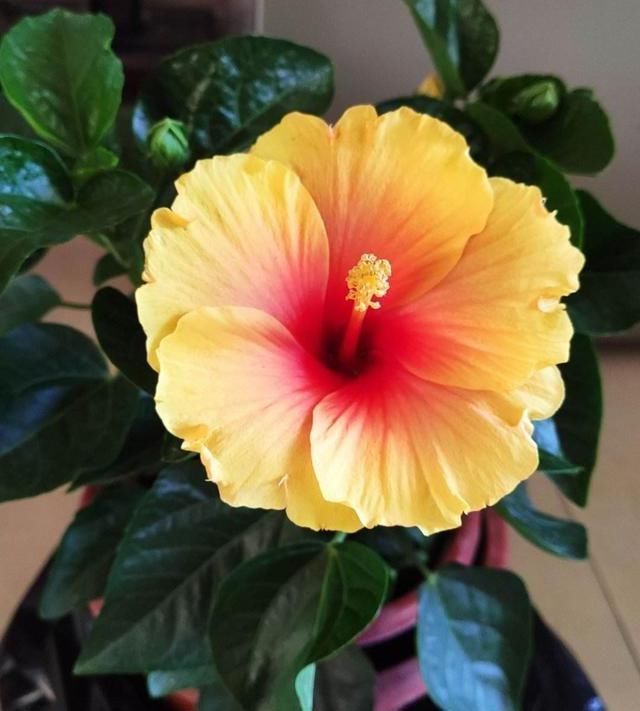 长寿|4种“花长寿”,一开花一整年,365天不间断,养一盆老划算