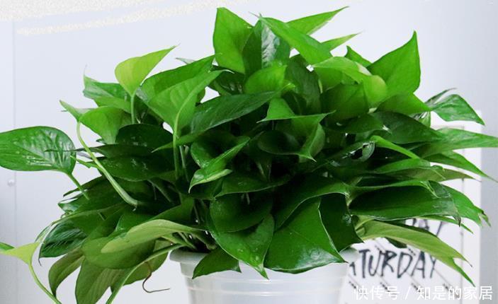 增强|绿萝不耐冻,想要安全越冬,及时做好几点,增强抵抗力