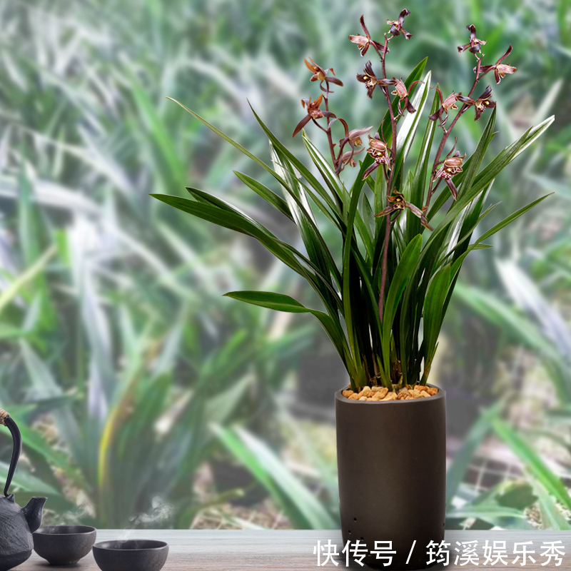 5种“大叶花”轻易不开花，开花就带“好兆头”，养一盆你就赚