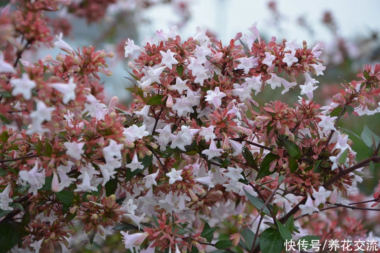 盆栽|花开灿烂的六道木，养成盆栽也好看，来看看不同的品种