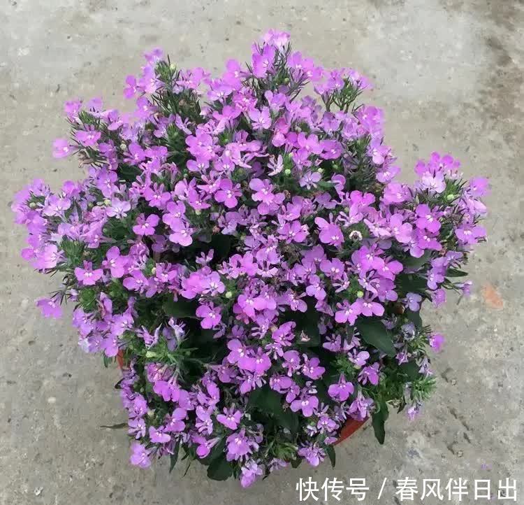 春天养花有妙招，院子里栽一棵“花王”，满院“春光”，特别喜人