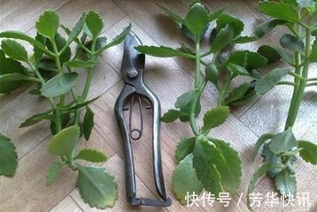 养护|长寿花越养“越瘦”怎么办教你3字口诀,1年变老桩,开成花球