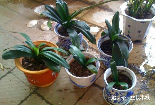 君子兰怕“3高”，怪不得一直不开花，避开后花开大如盘