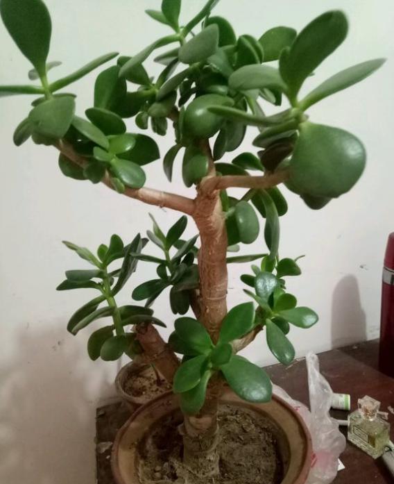 玉树养护就“几步”,枝粗叶肥绿油油,一年养出“小老桩”