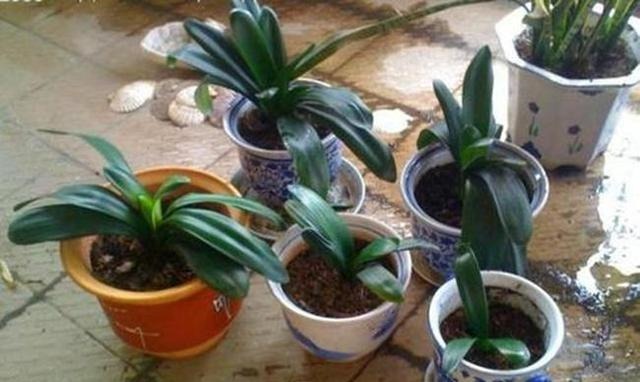 厨房一种的养花宝,比柳树皮都易得,效果不比柳树皮差