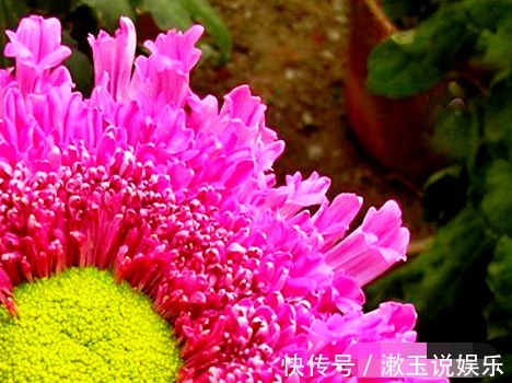 喜欢菊花，不如养盆“菊中珍品”紫龙献爪，似龙爪裂天，霸气十足