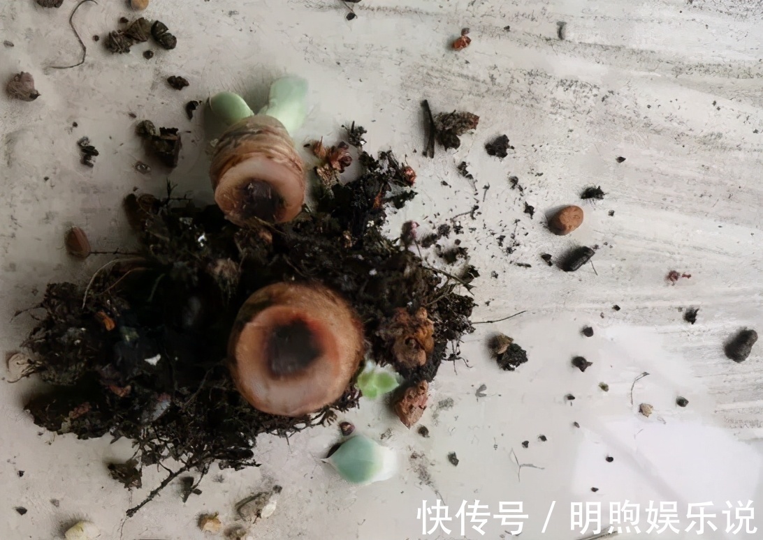 看到多肉叶子发蔫发软，经验丰富的老花匠一般不会急着浇水