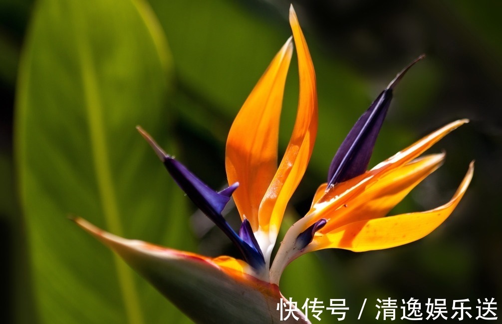 领导人|此花是世界名花,是自由和幸福的花,每颗植株都能开十几朵花