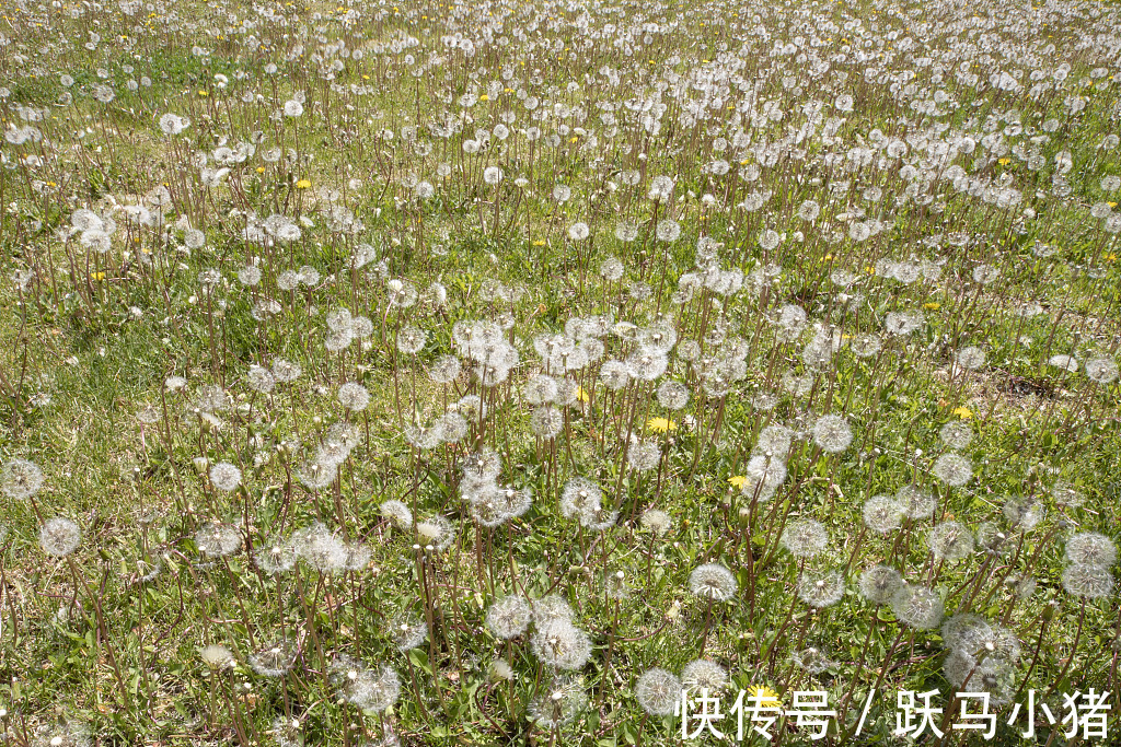 口臭|蒲公英和此物搭配在一起，仅需7天，肾变强了，口臭没了肝更干净