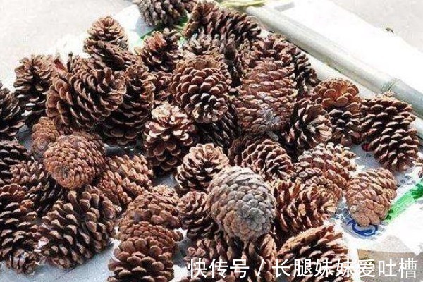 肥料|花盆底垫这“4种料”,花卉越长越“有劲”,根粗叶绿,开花多!