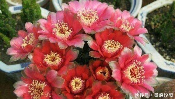 时间少就养“2种花”，开花很漂亮，30天不浇水也“死不了”！