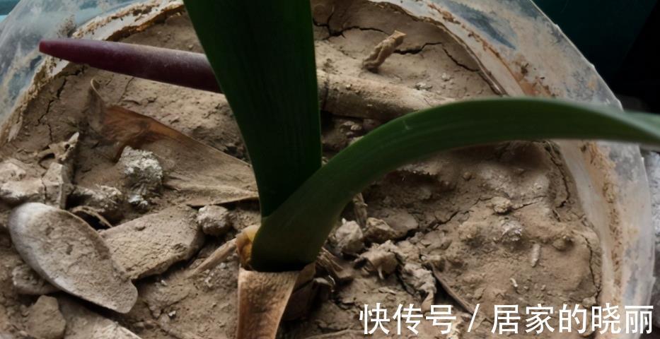 花友们|养花旧土别扔,消菌处理可再用,省钱、有趣又好使