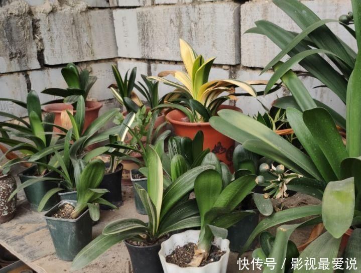 度夏|新手养君子兰,度夏注意4件事,不再烂根烂叶,安稳过夏天