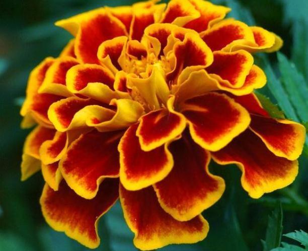 养盆“孔雀花”,一碰土就疯长,浇点水能开花,一年四季大又艳