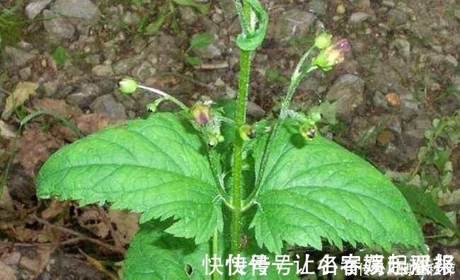 黑参$它是风火牙痛“特效药”,功效强价值高,山上不常见,遇见请重视