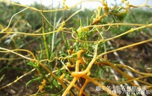 这全身都是“金丝”的植物，你见过没中医说它可是男性的福音