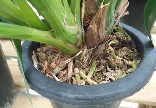 兰花草放在盆里，不长叶子也不死是怎么回事？