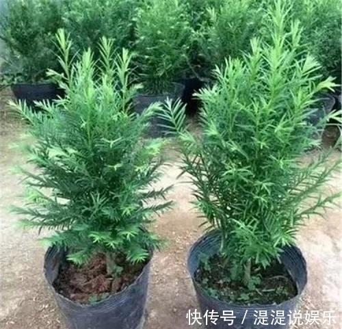 红豆杉|红豆杉可以家养,做好这几点,能开花结果,价值高