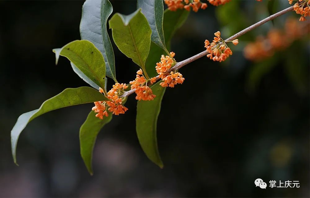 高温|真香！高温“搅乱”花期，桂花虽迟但到