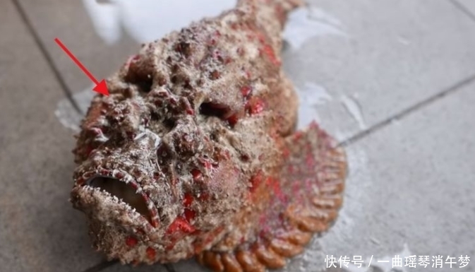 发现|奇闻:女子潜水发现“奇石”,捞上岸后才看清,网友:从未见过