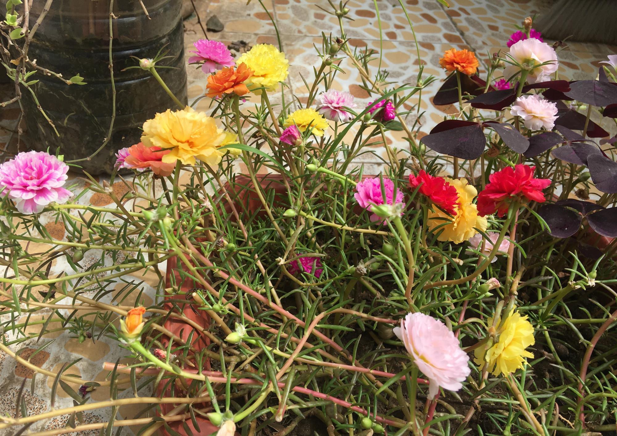 太阳花怎么过冬?用一种方法,顺利过冬,来年开花更多更美