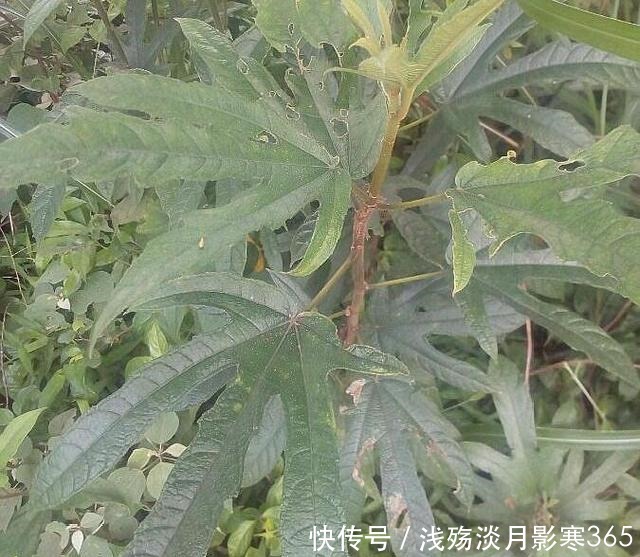 五指毛桃|这植物人称“五爪龙”，看着不起眼，用处却不少，可惜不多见了