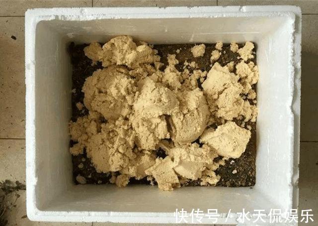 秋天|到了秋天，塑料泡沫才是养花“宝贝”，扦插生根快，养花不烂根