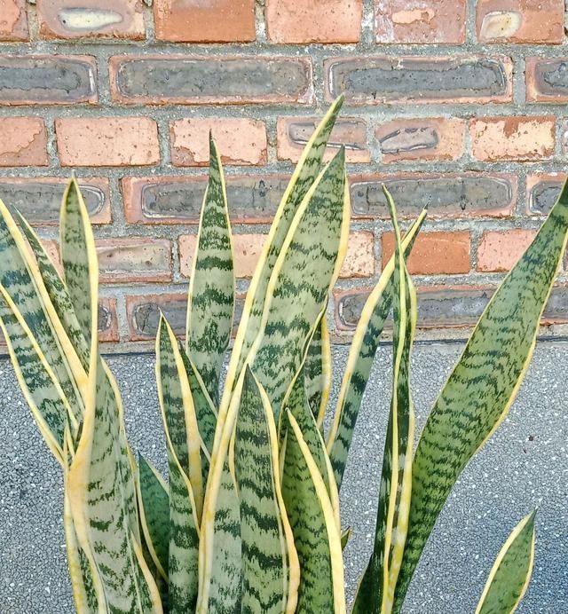 虎皮兰|虎皮兰对花盆居然有选择,选对花盆,虎皮兰抽芽快不烂心