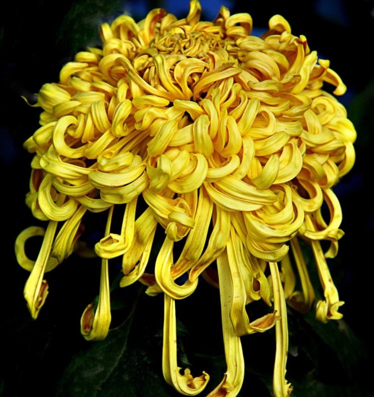 喜欢菊花，不如养盆“菊之珍品”盘龙出海，似祥龙出海，非常霸气