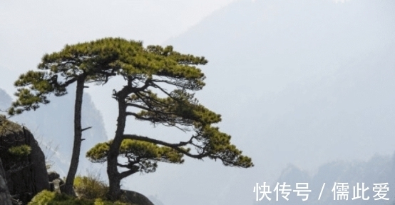 叶子|世界上最珍贵的树，历经20多代护卫员坚守，掉下一片叶子都要上报