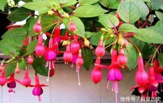 4种花美的出奇，花好看名好听，满树花朵漂亮极了