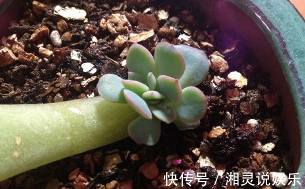 家中常备“巨无霸”多肉，养家里能撑场面，多肉爱好者们快养一盆