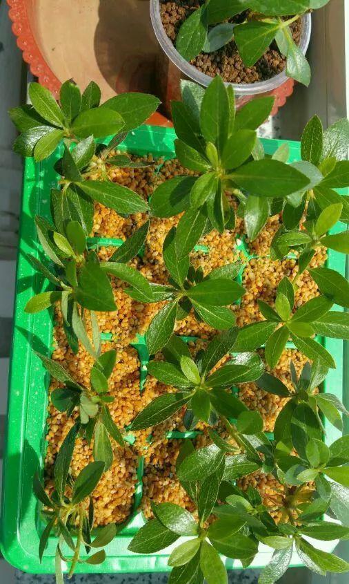 浇花|一毛钱的小东西，碾碎了浇花长势壮，扦插生根快，开花一倍