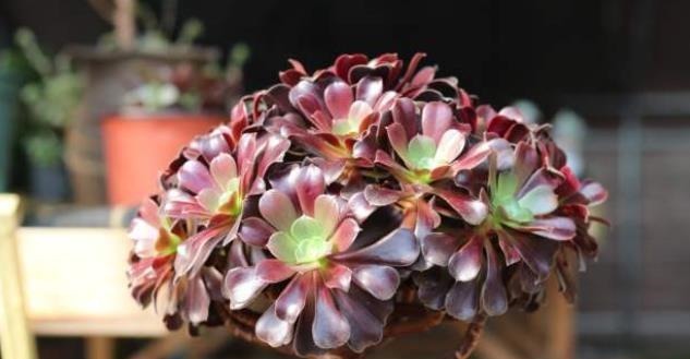 懒人不适合养花?错!选择5种花,不挑土,耐干旱,不管它都长!