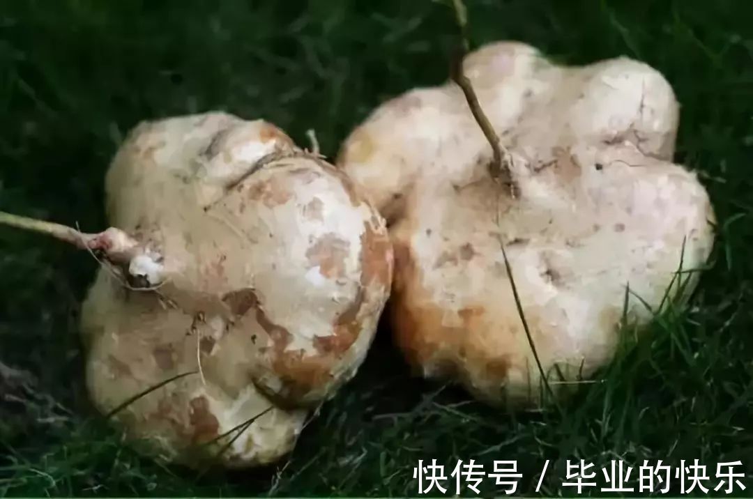 葛薯|梧州这种土货正大量上市！你有多少年都没吃过了？