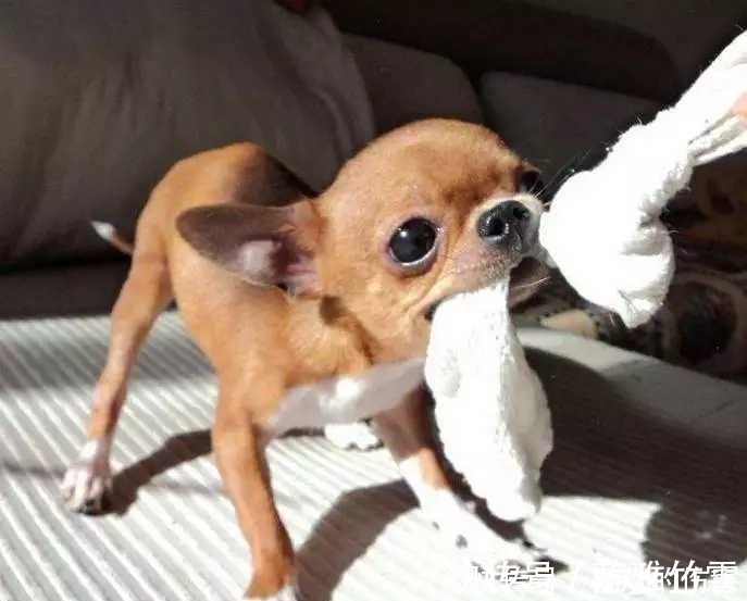 |开心一刻笑话:因为工作原因认识一漂亮妹子,发现她小腿特别的美